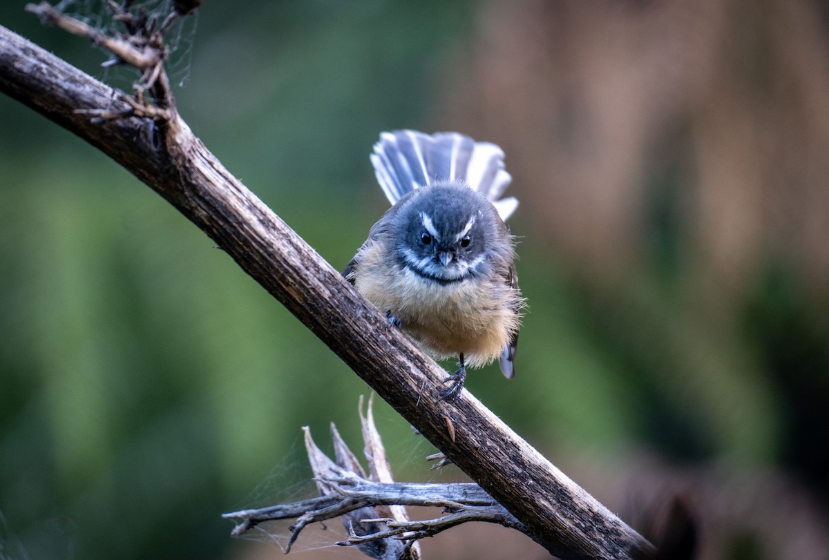 New Zealand Fantail - Elona Hart