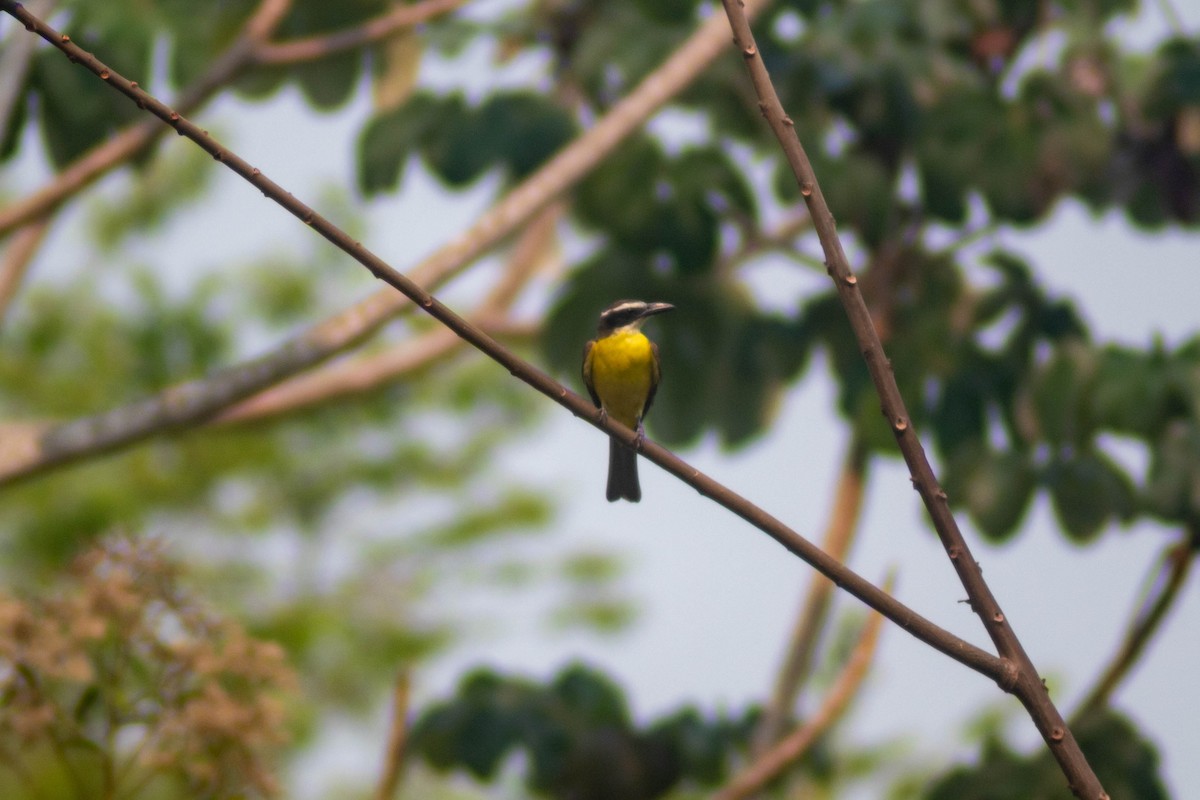 Boat-billed Flycatcher - Manuel de Jesus Hernandez Ancheita