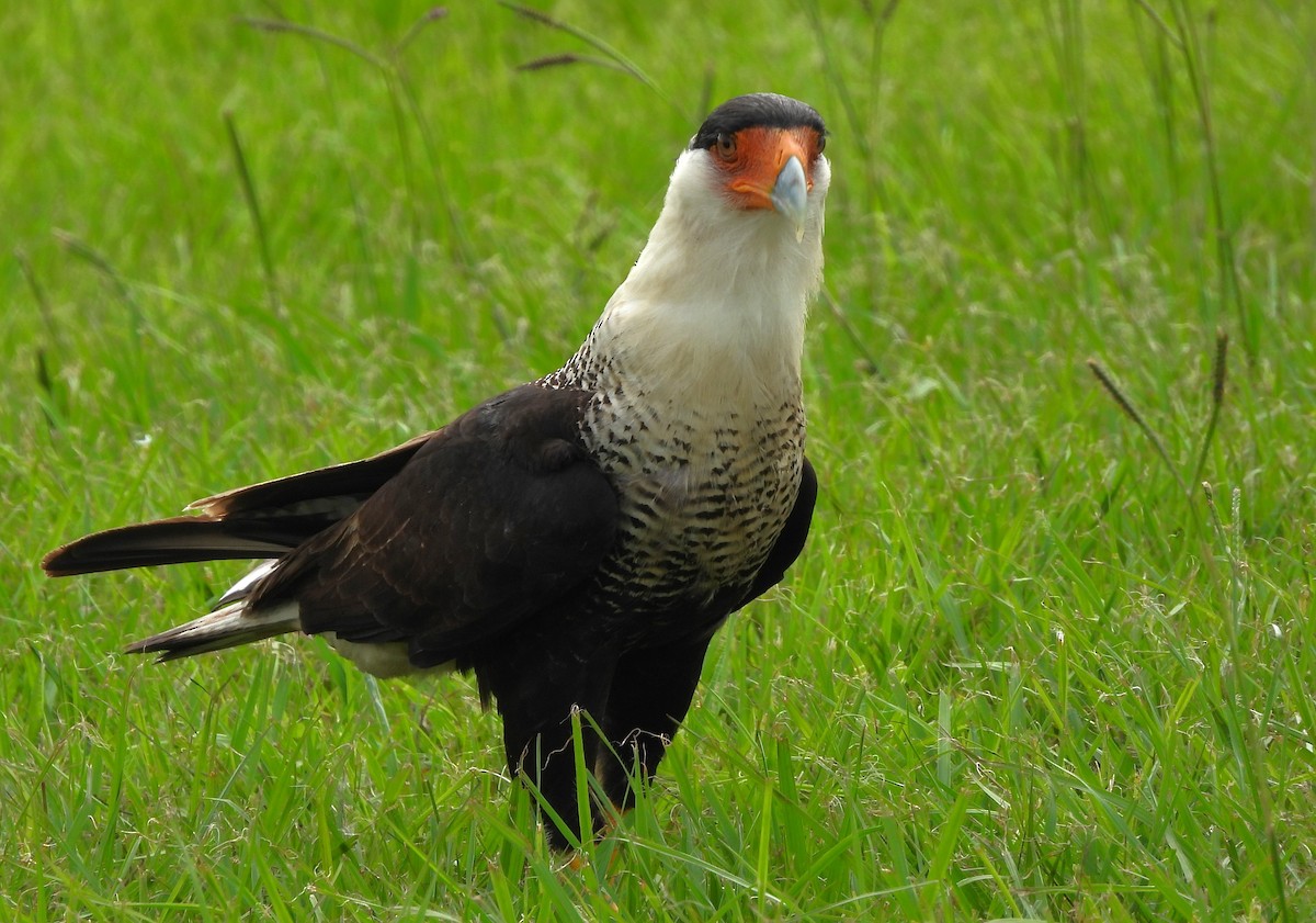 Crested Caracara - Russlyn M