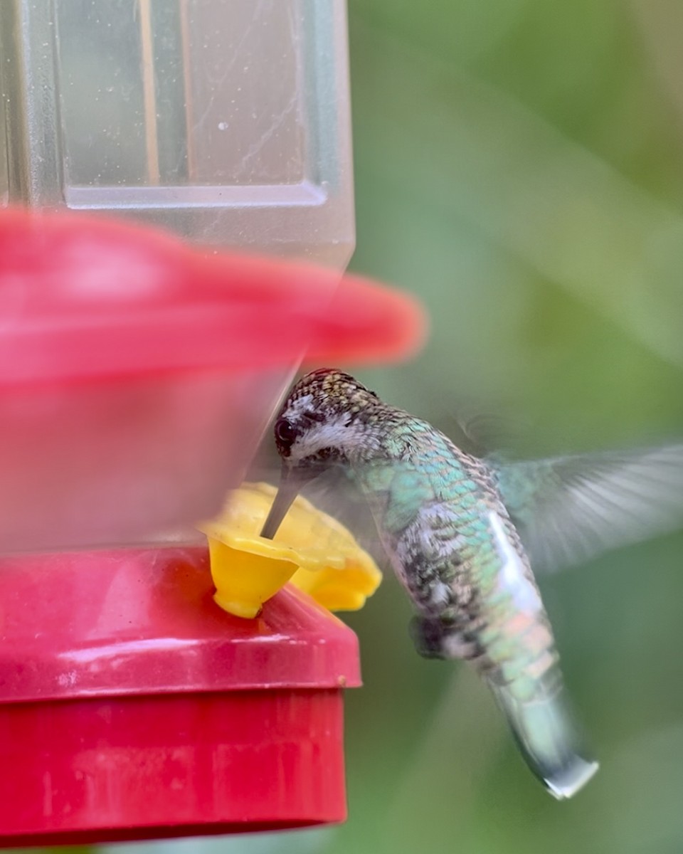 Plain-capped Starthroat - Brenda Sánchez