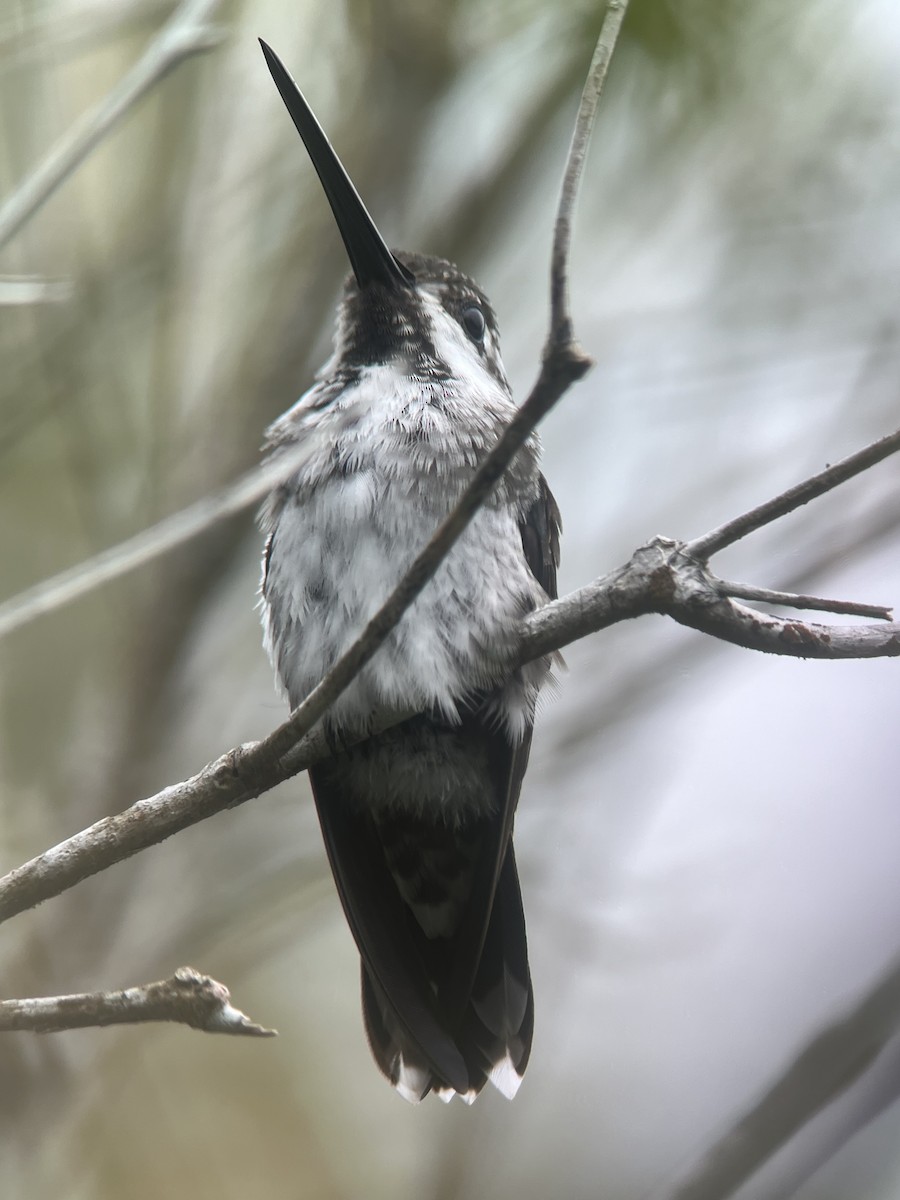 Plain-capped Starthroat - Brenda Sánchez