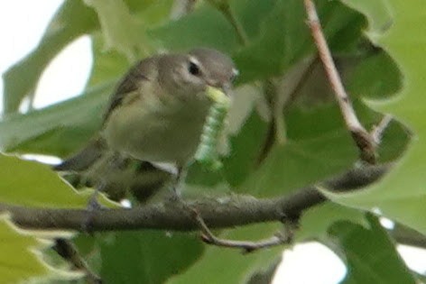 Warbling Vireo - Linda Hamp