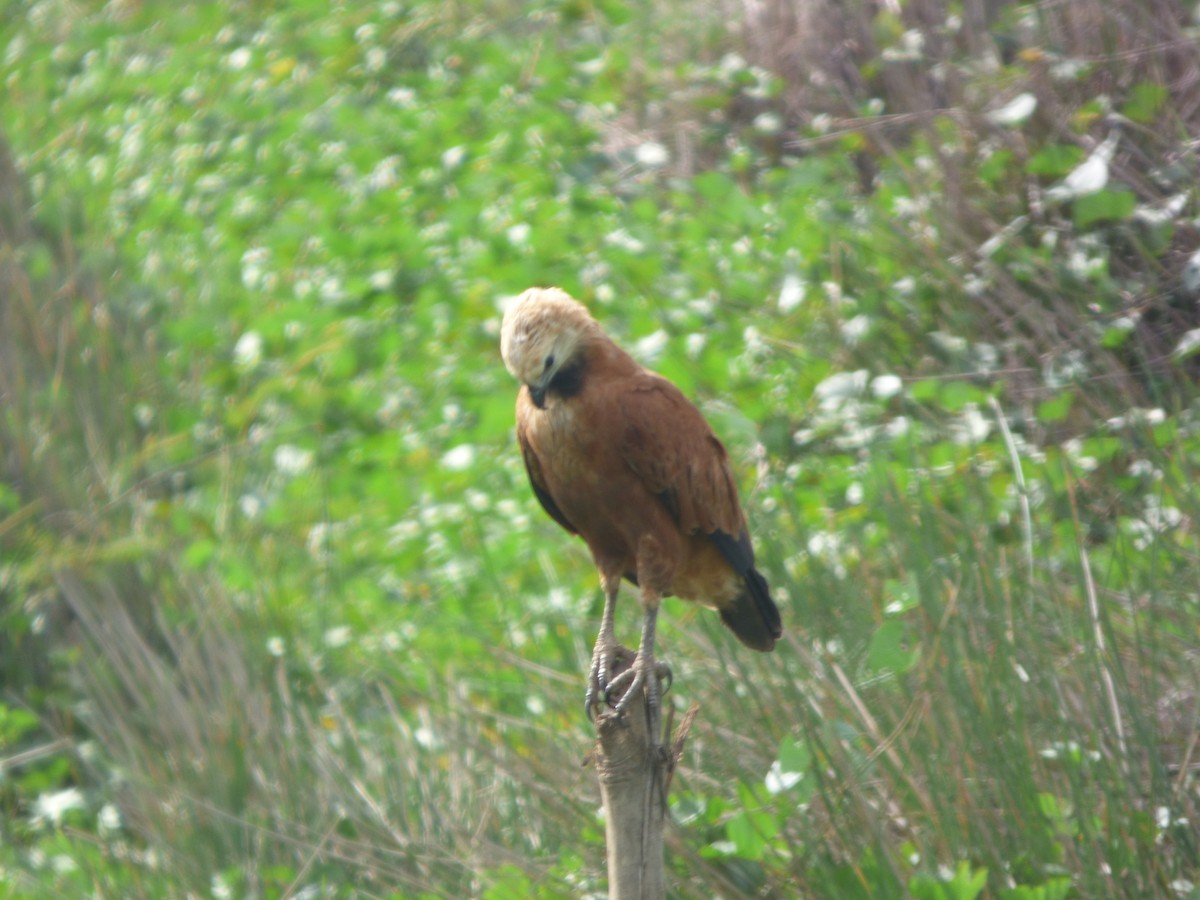 Black-collared Hawk - jesus fernandez