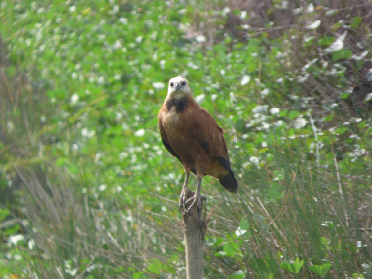 Black-collared Hawk - jesus fernandez