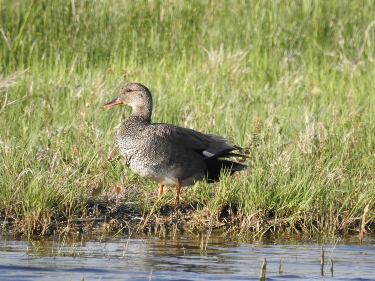 Gadwall - Patrick Gearin