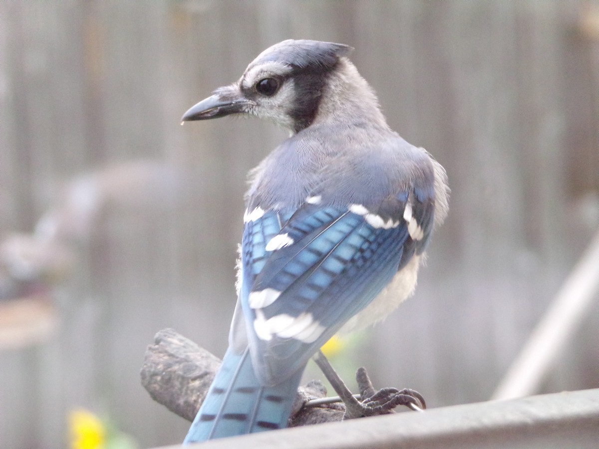 Blue Jay - Texas Bird Family