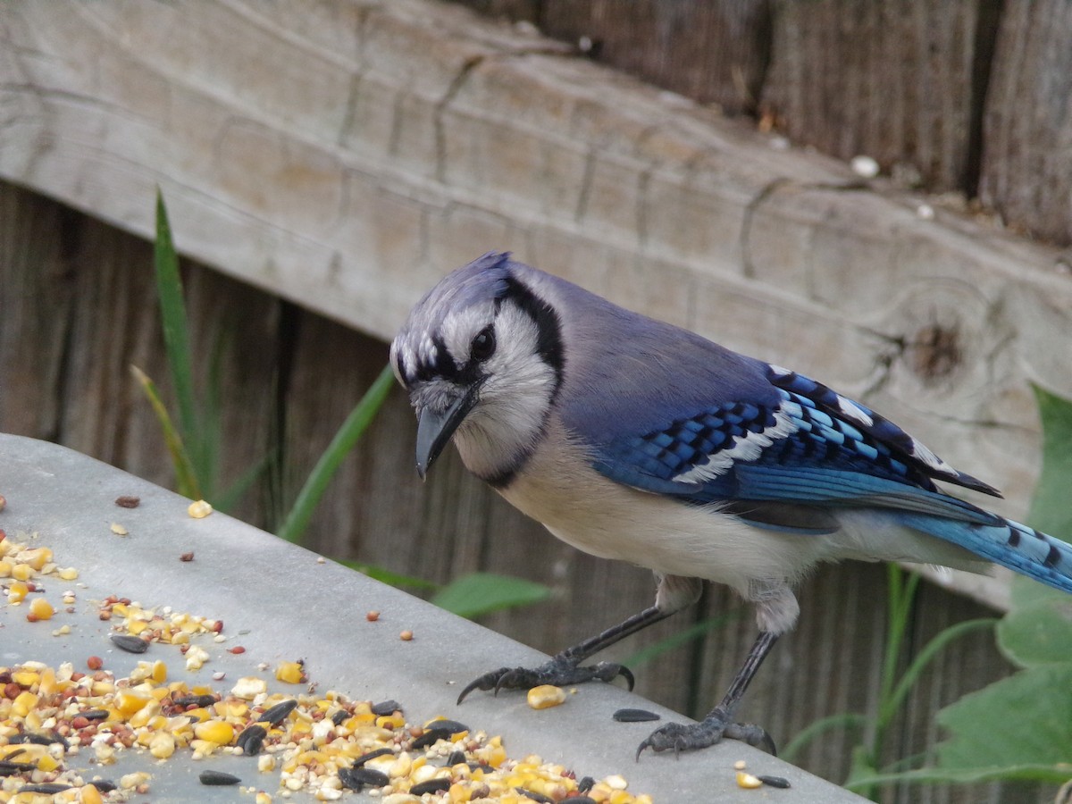 Blue Jay - Texas Bird Family