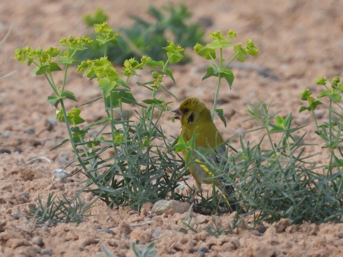 European Greenfinch - Ricardo Moral