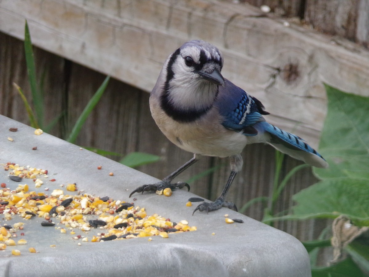 Blue Jay - Texas Bird Family