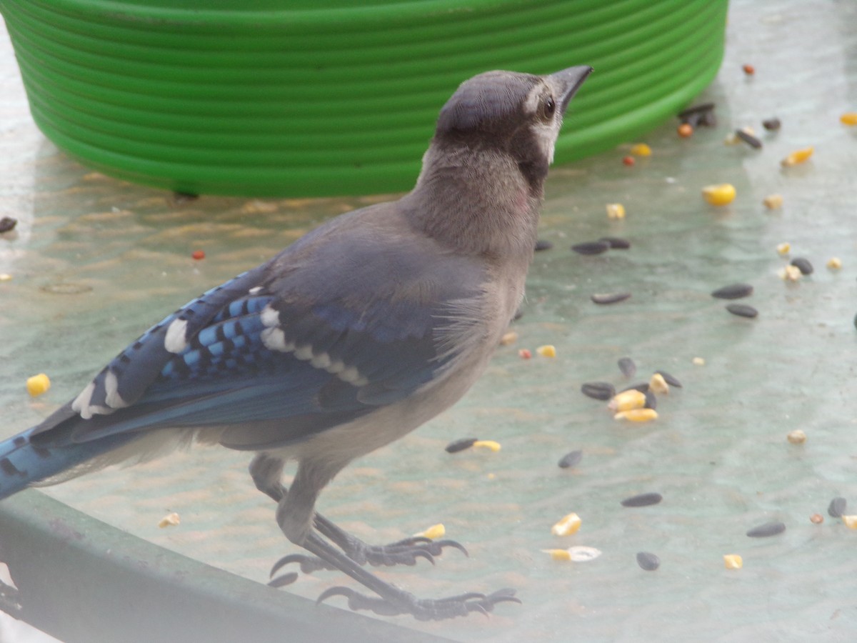 Blue Jay - Texas Bird Family