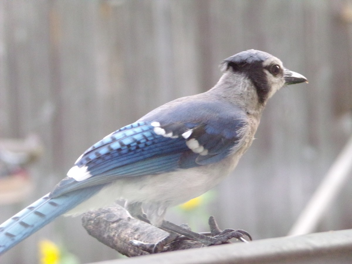 Blue Jay - Texas Bird Family