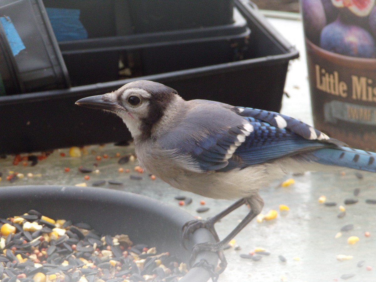 Blue Jay - Texas Bird Family