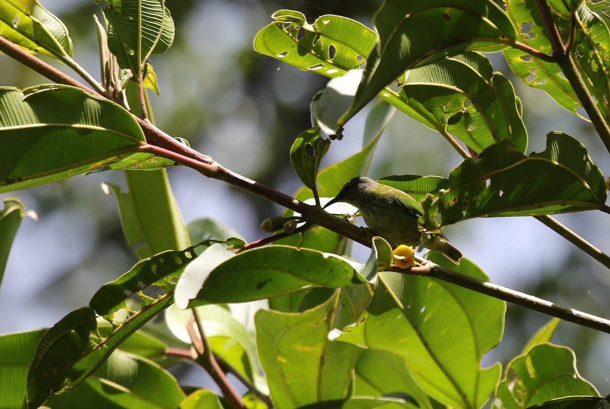 Shining Honeycreeper - Richard Greenhalgh