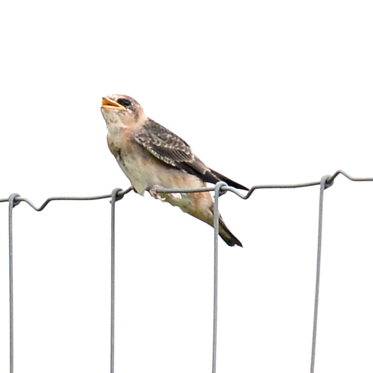 Barn Swallow - T Reed