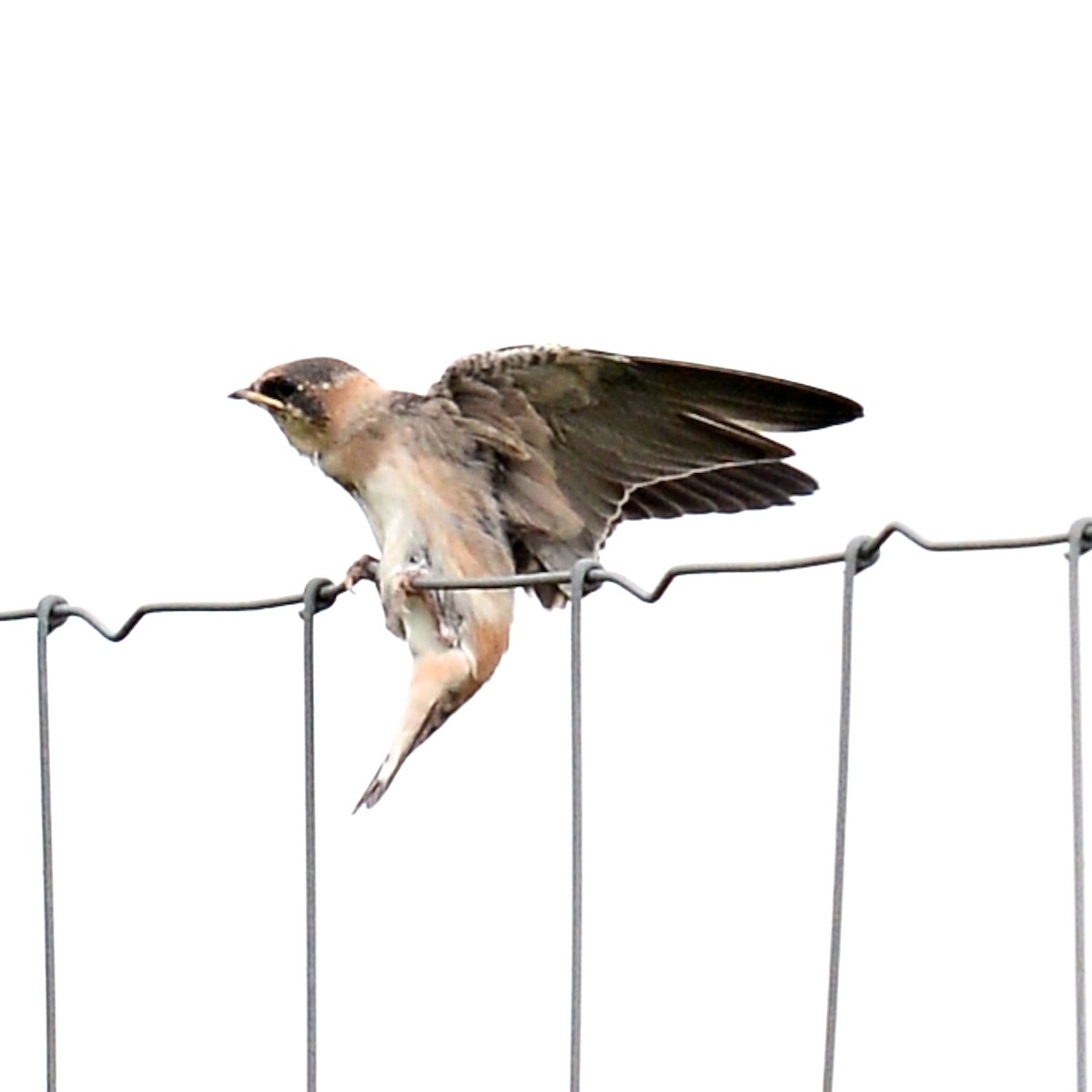 Barn Swallow - T Reed