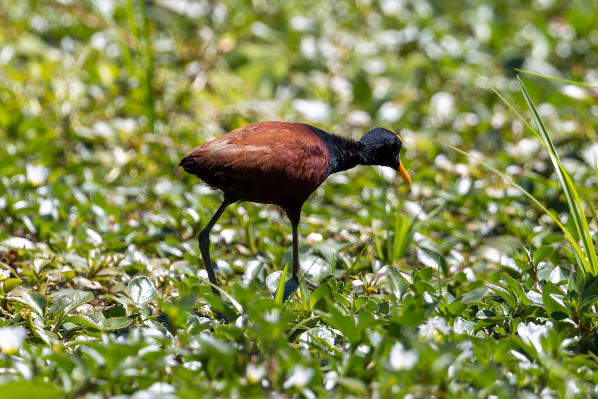 Northern Jacana - Mason Flint