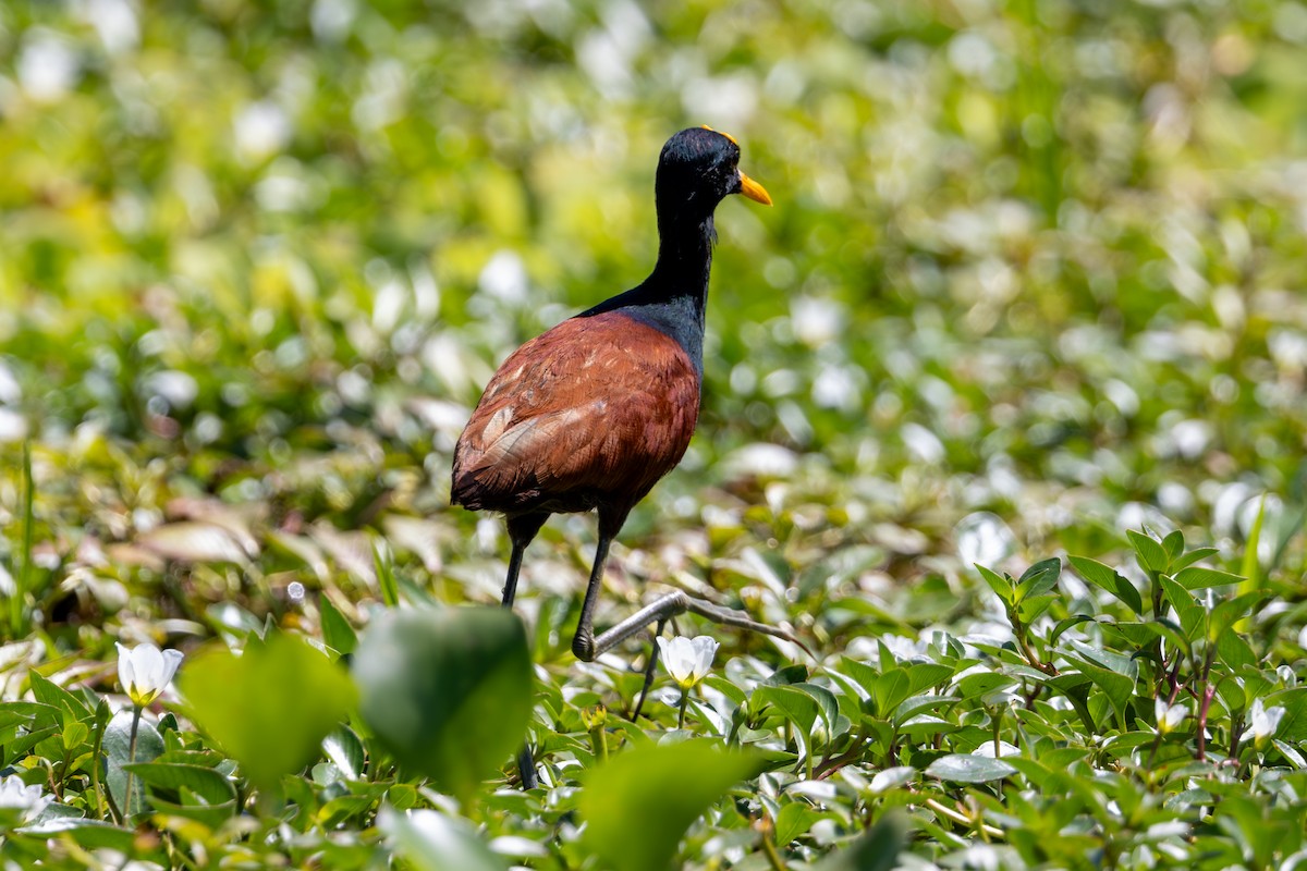 Northern Jacana - ML619492698