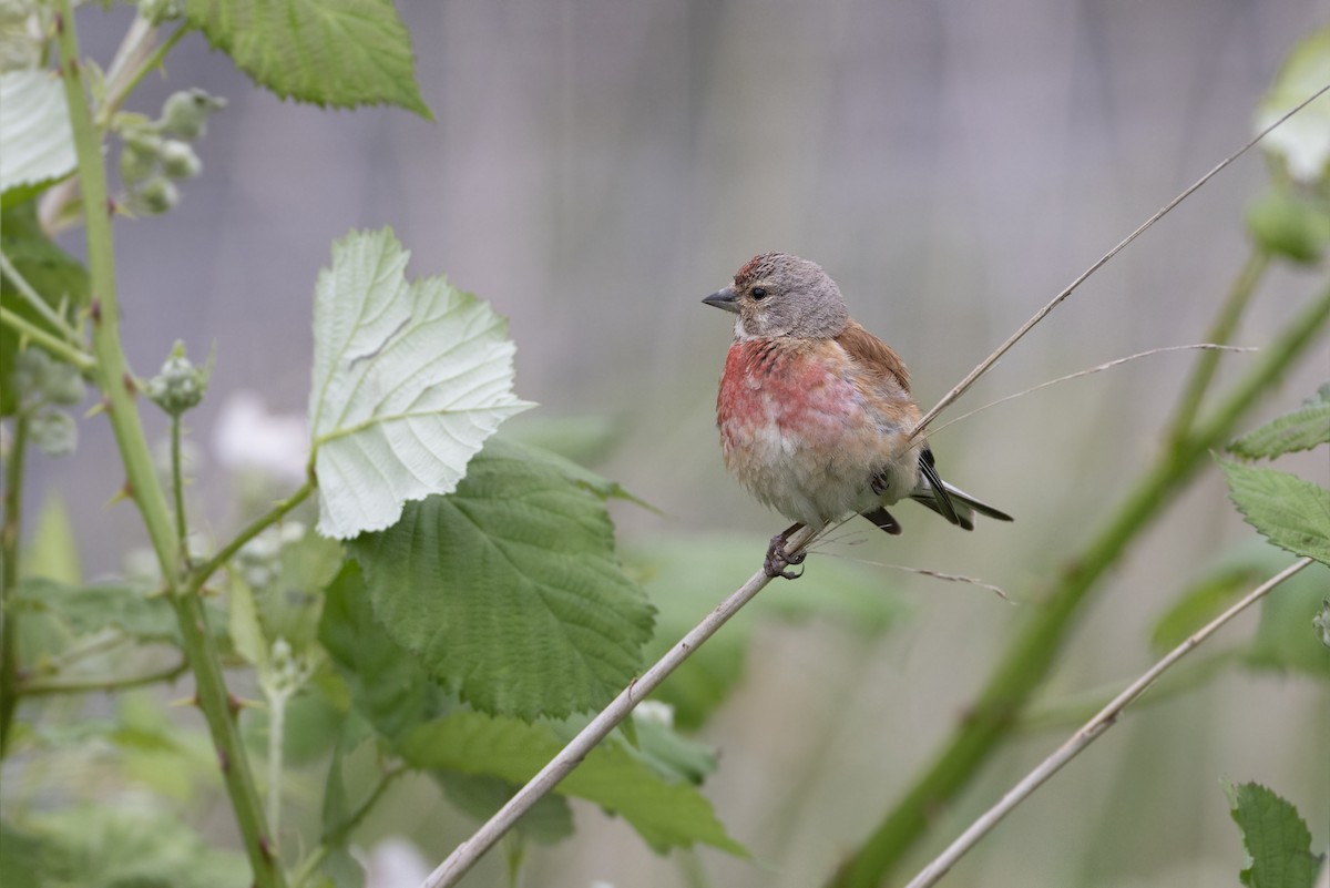 Eurasian Linnet - Jan-Peter  Kelder