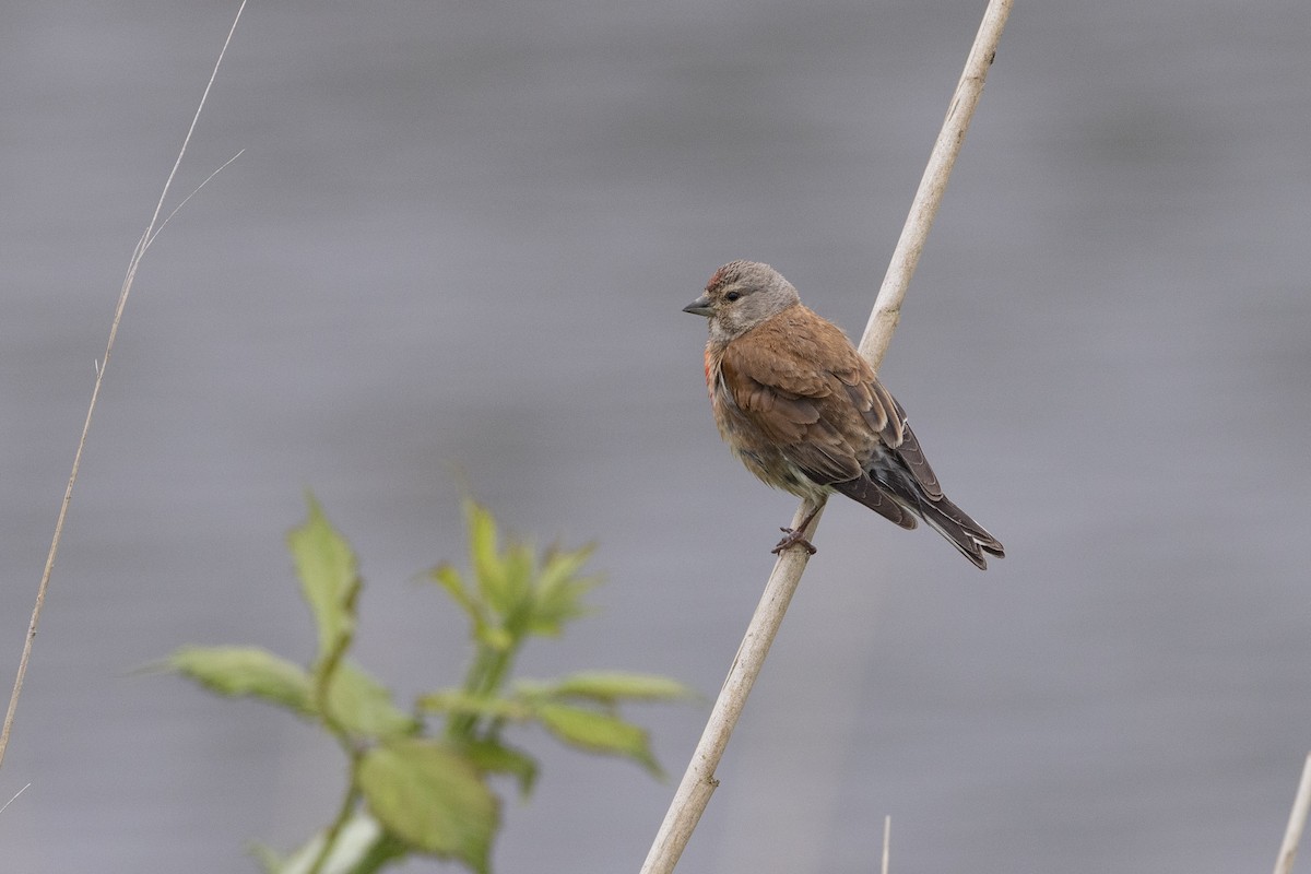 Eurasian Linnet - Jan-Peter  Kelder