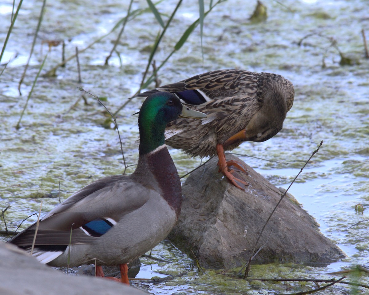 Mallard - ML619492719