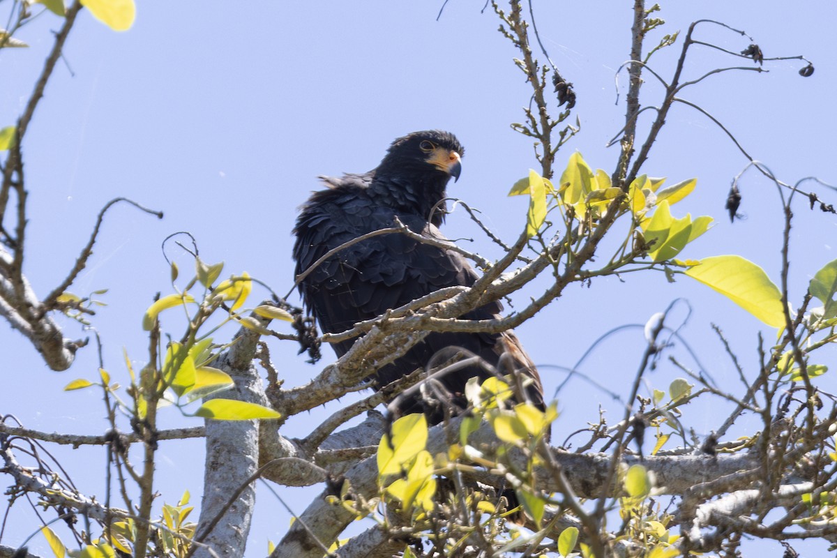 Common Black Hawk - Mason Flint