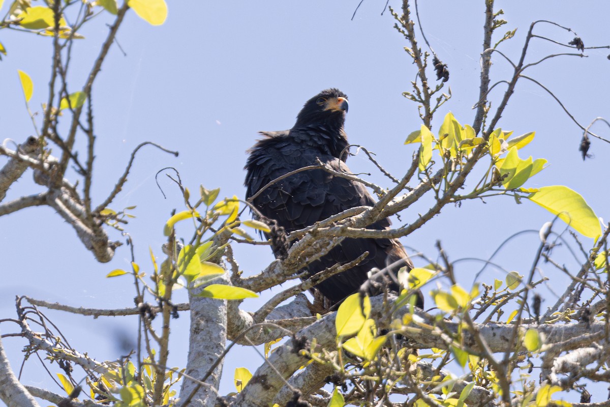 Common Black Hawk - Mason Flint