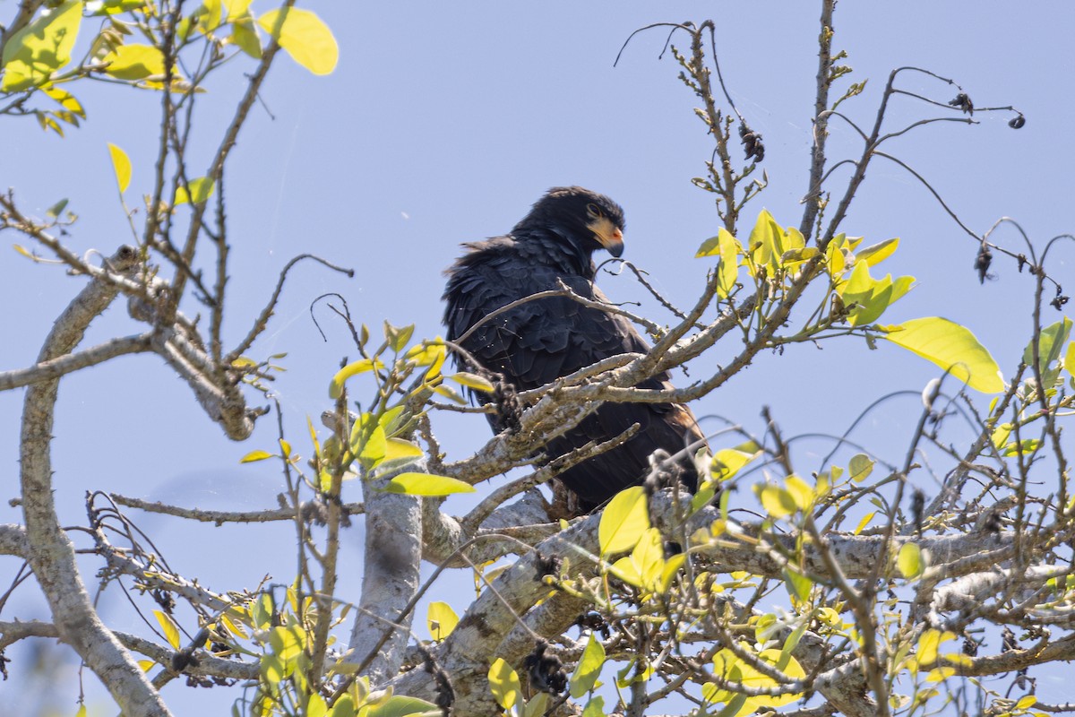 Common Black Hawk - Mason Flint