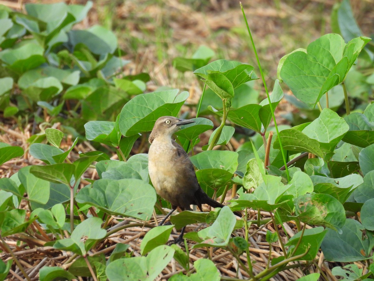 Nicaraguan Grackle - ML619492727