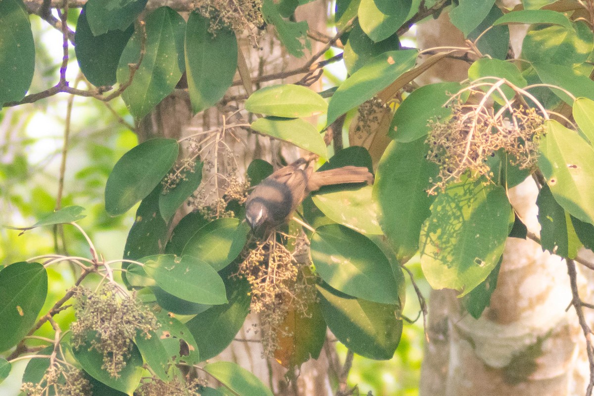 Cinnamon-bellied Saltator - Manuel de Jesus Hernandez Ancheita