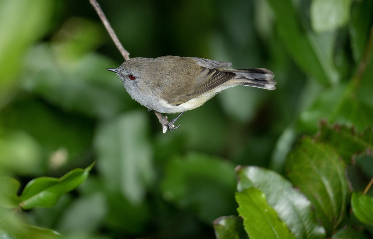 Gray Gerygone - ML619492739