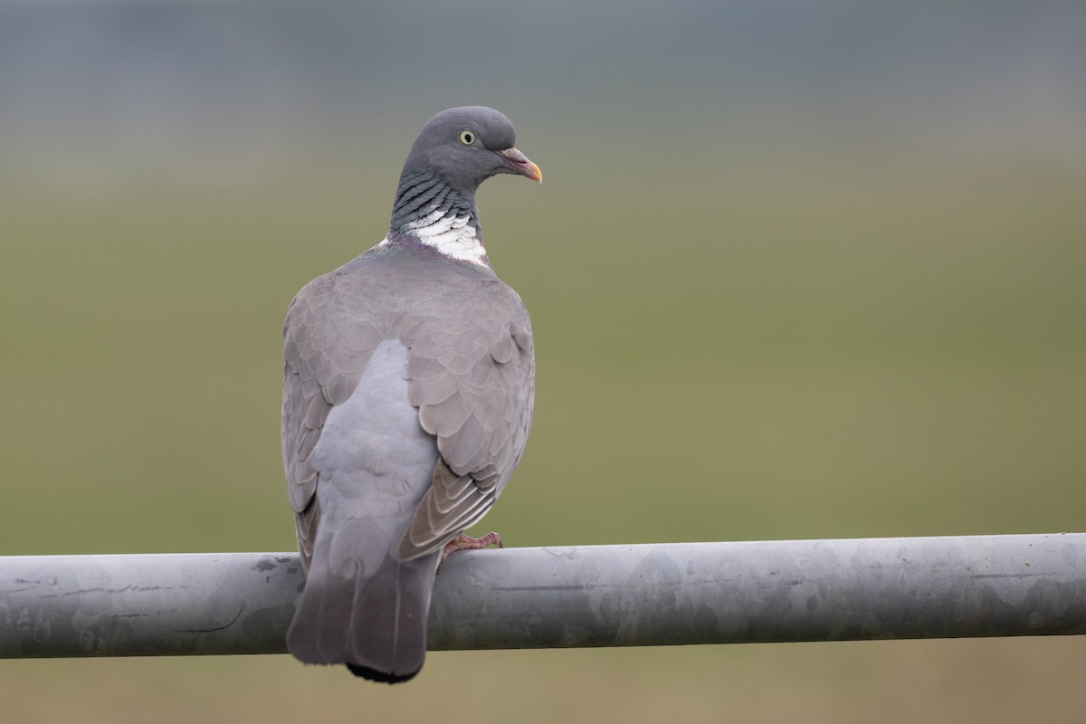 Common Wood-Pigeon - Jan-Peter  Kelder