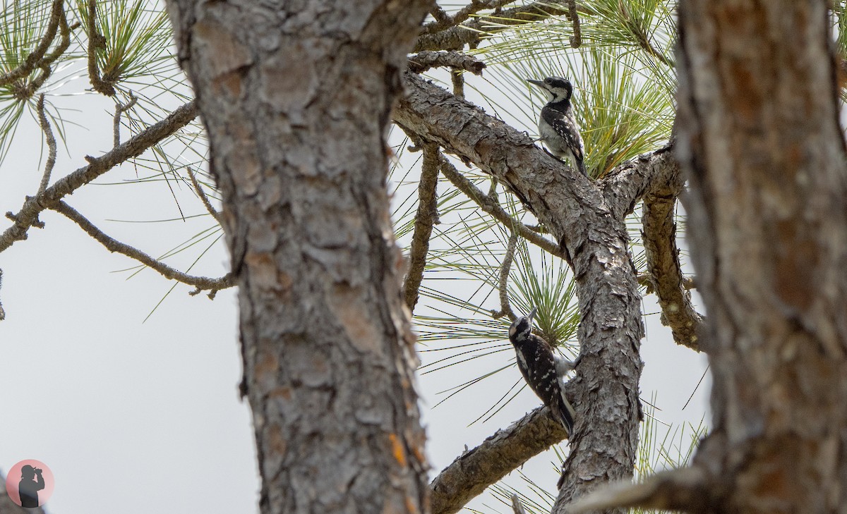 Hairy Woodpecker - Kenny Miller