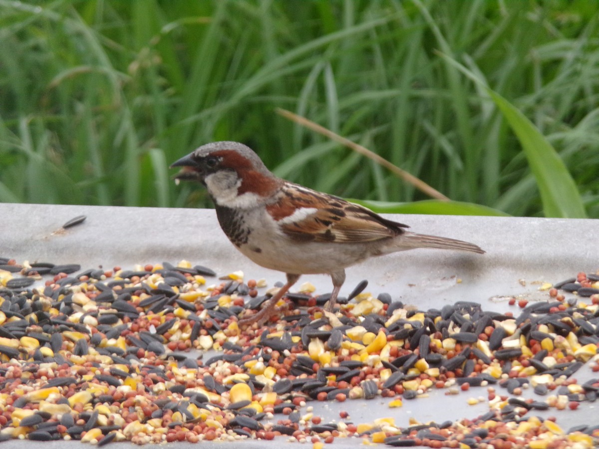 House Sparrow - Texas Bird Family