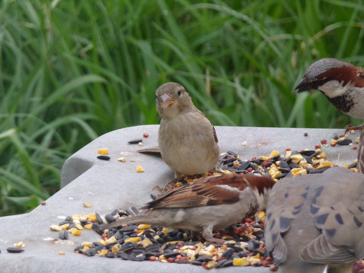 House Sparrow - Texas Bird Family