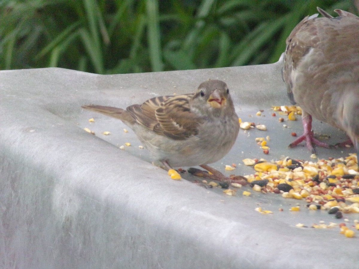 House Sparrow - Texas Bird Family