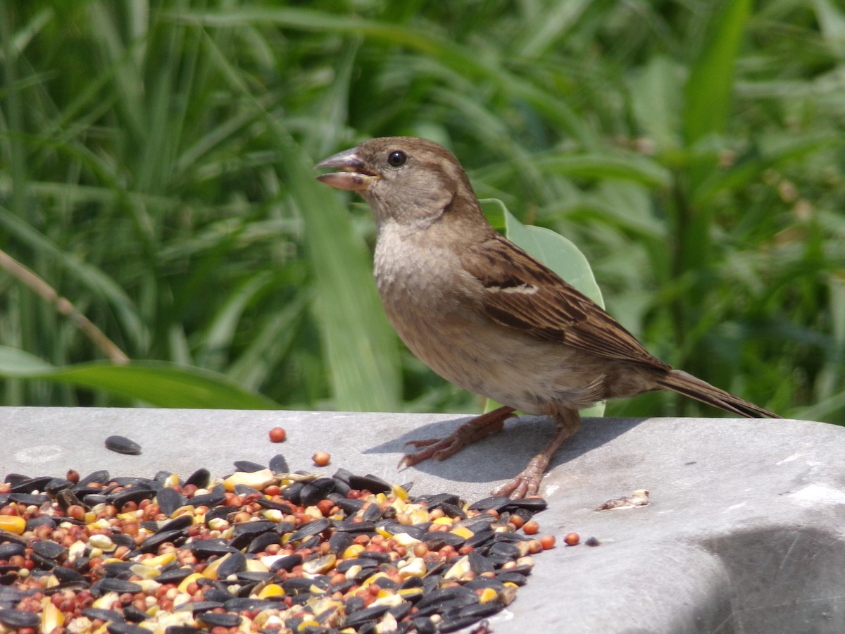 House Sparrow - Texas Bird Family