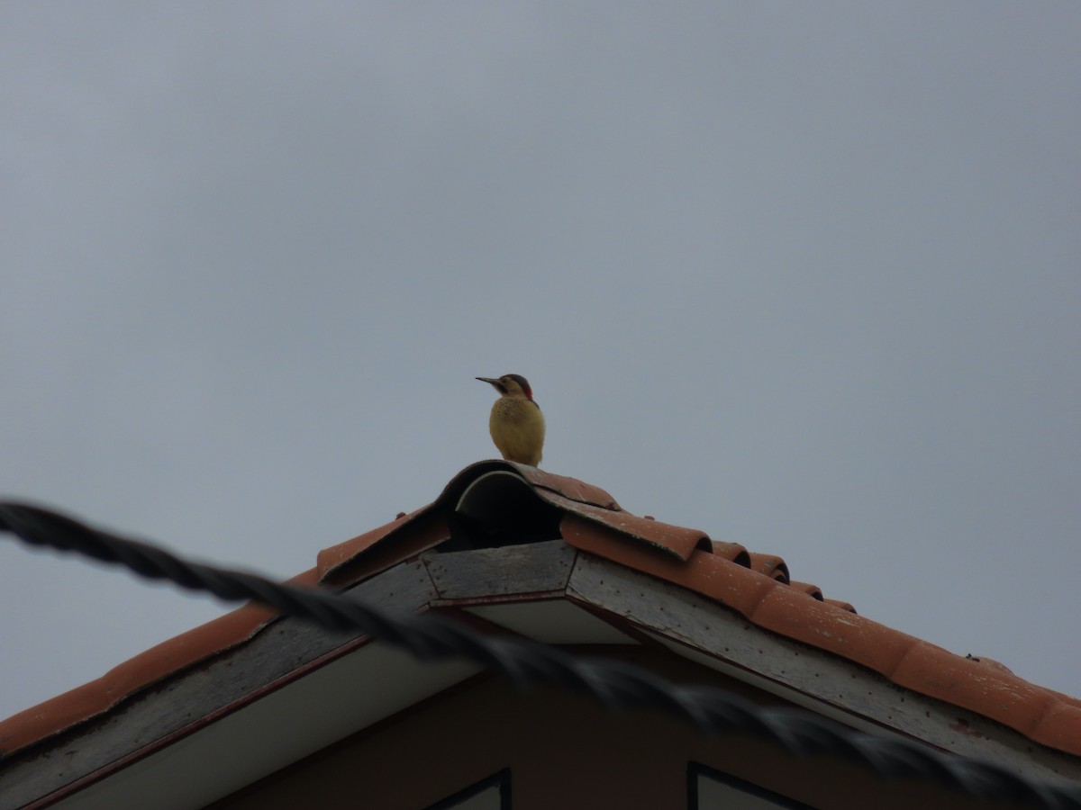 Andean Flicker - ML619492759