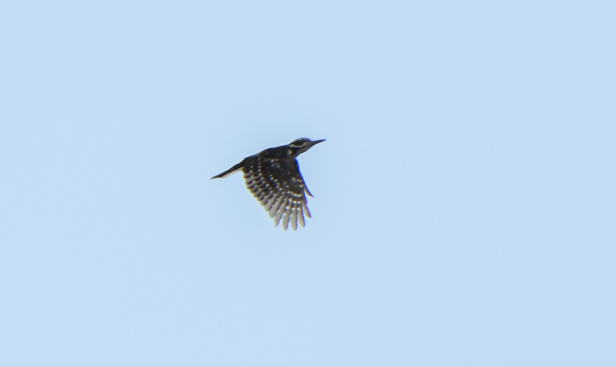 Hairy Woodpecker - Kenny Miller