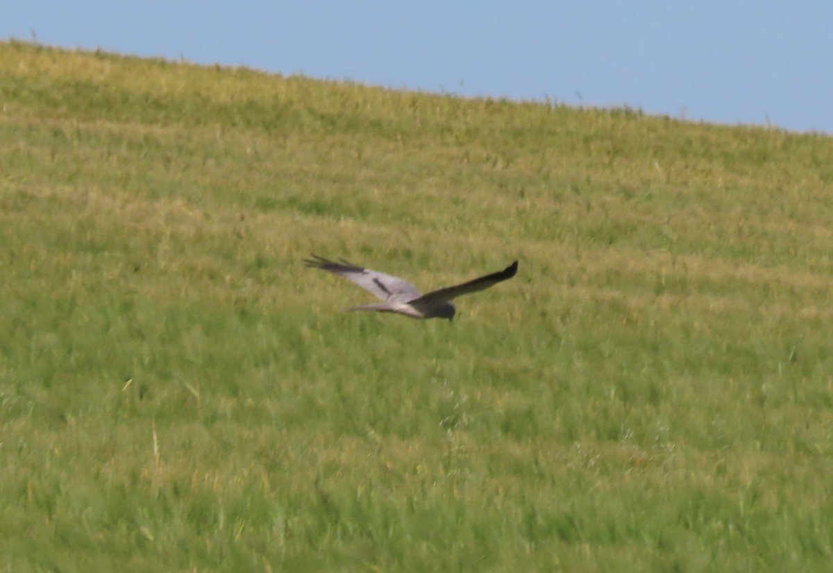 Montagu's Harrier - Doug Kibbe