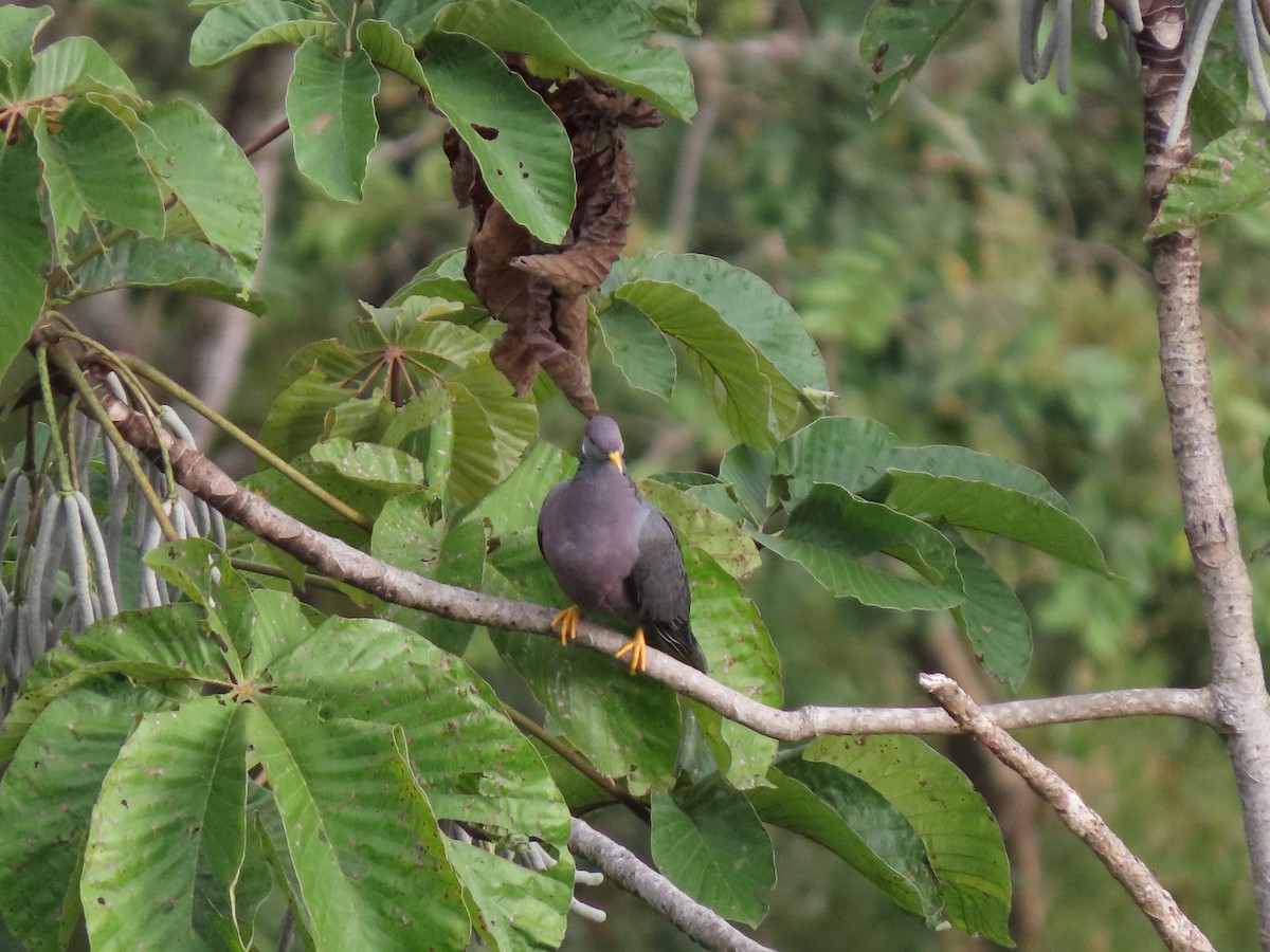 Band-tailed Pigeon - Cristian Cufiño