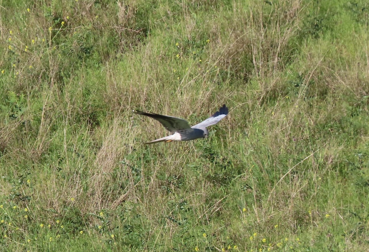 Montagu's Harrier - Doug Kibbe