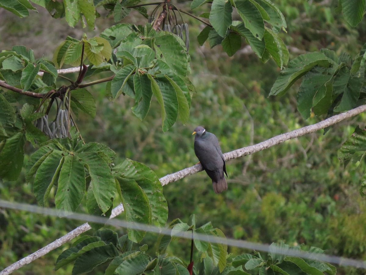 Band-tailed Pigeon - Cristian Cufiño