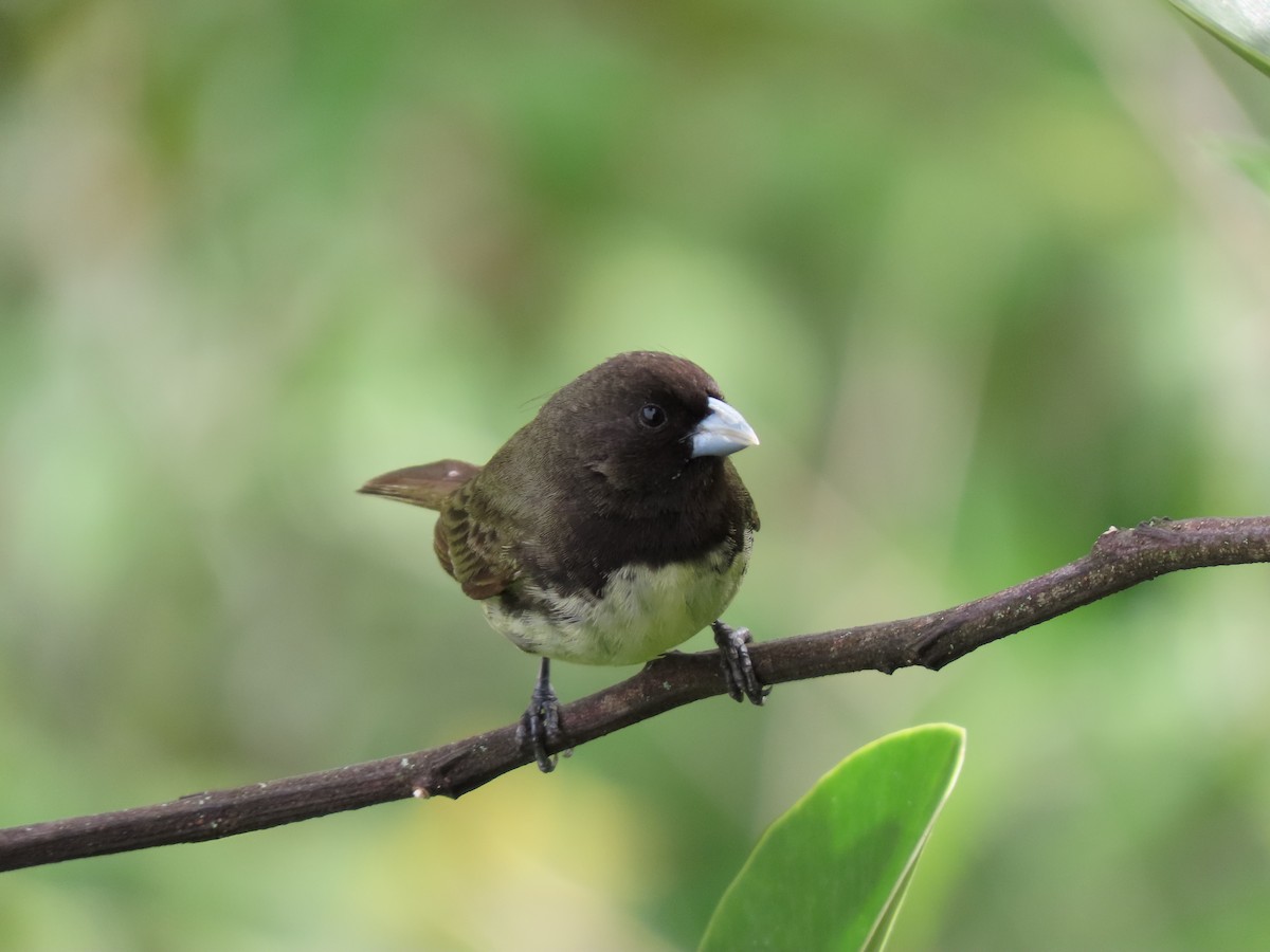 Yellow-bellied Seedeater - Cristian Cufiño