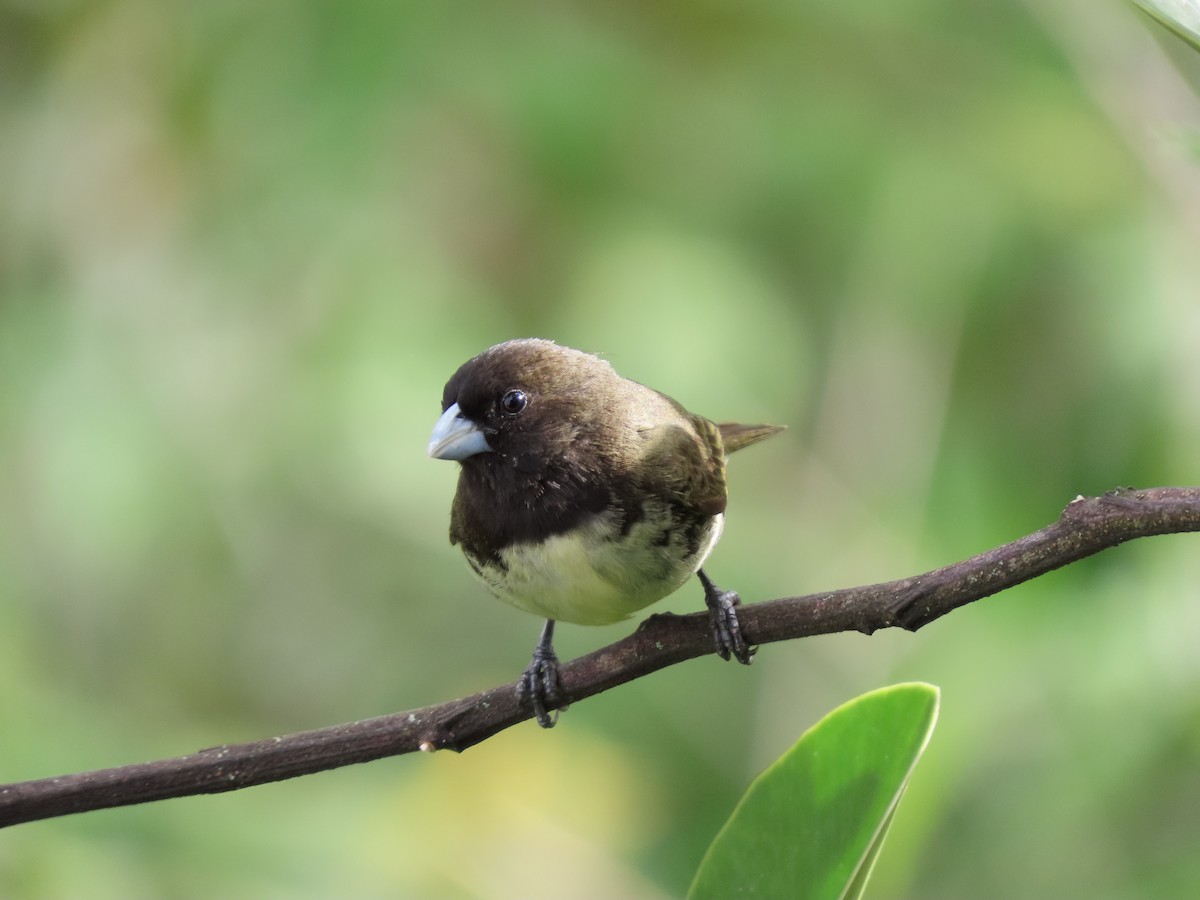 Yellow-bellied Seedeater - Cristian Cufiño