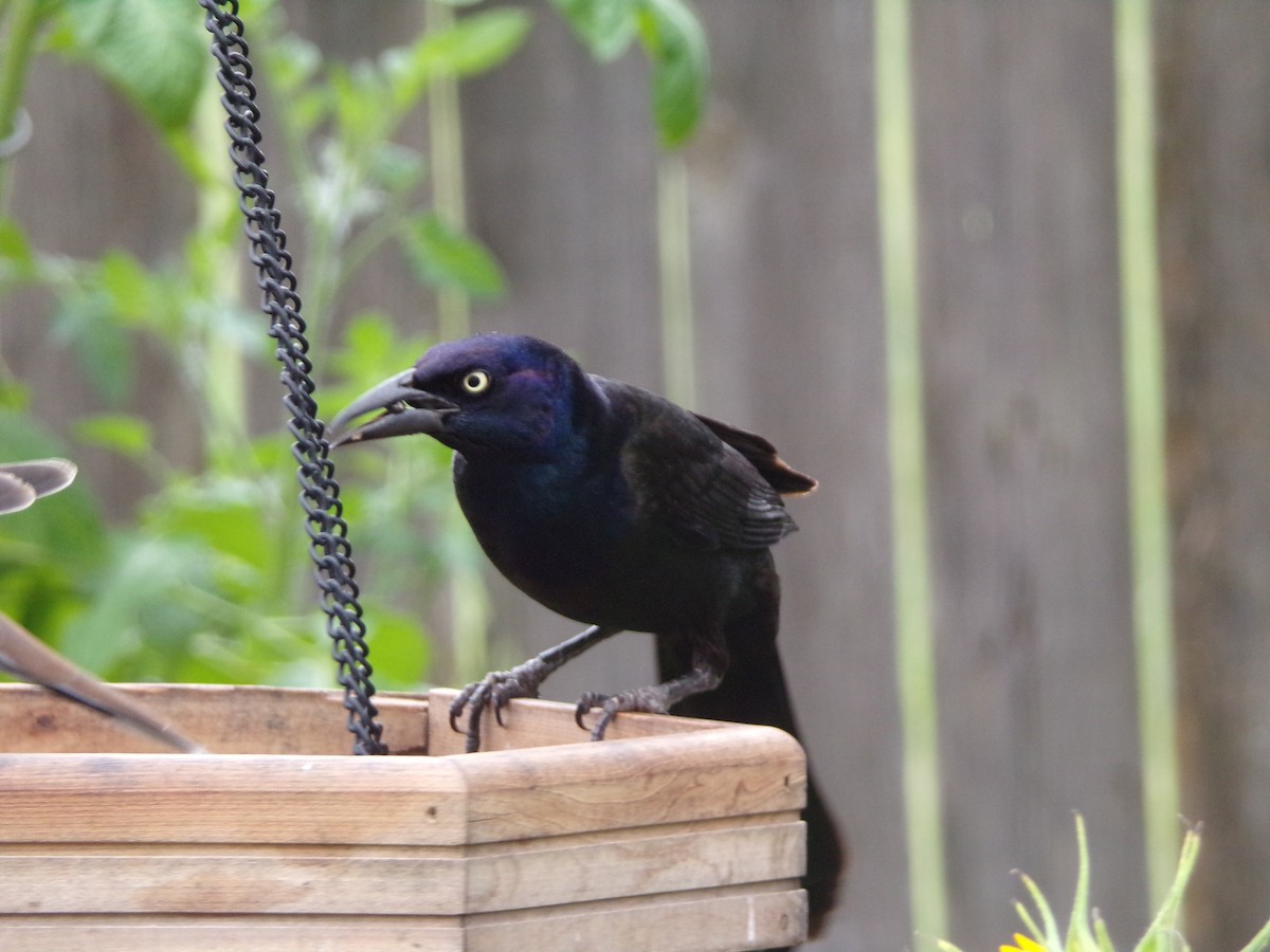 Common Grackle - Texas Bird Family