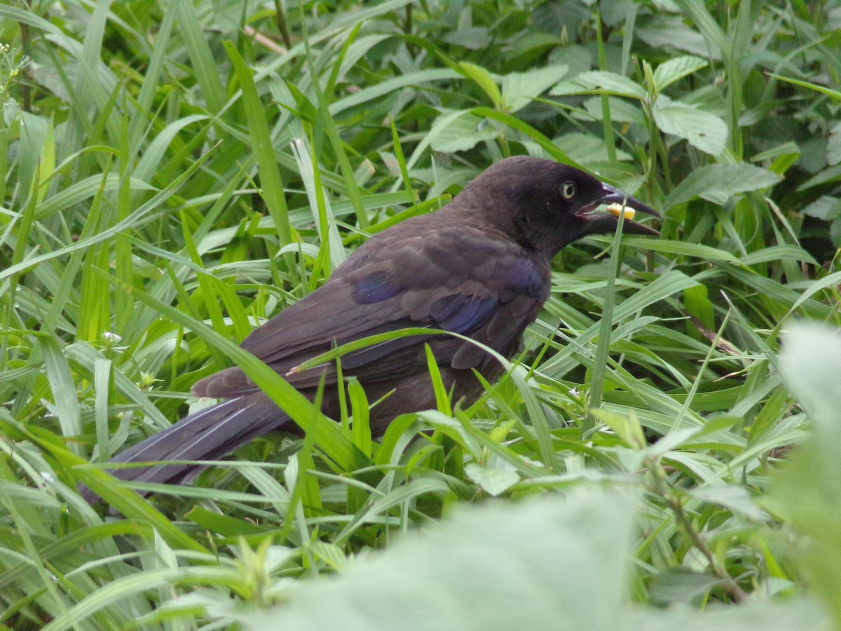 Common Grackle - Texas Bird Family