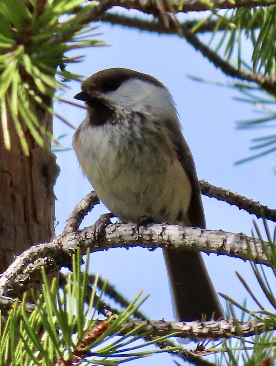 Gray-headed Chickadee - Suzanne Roberts