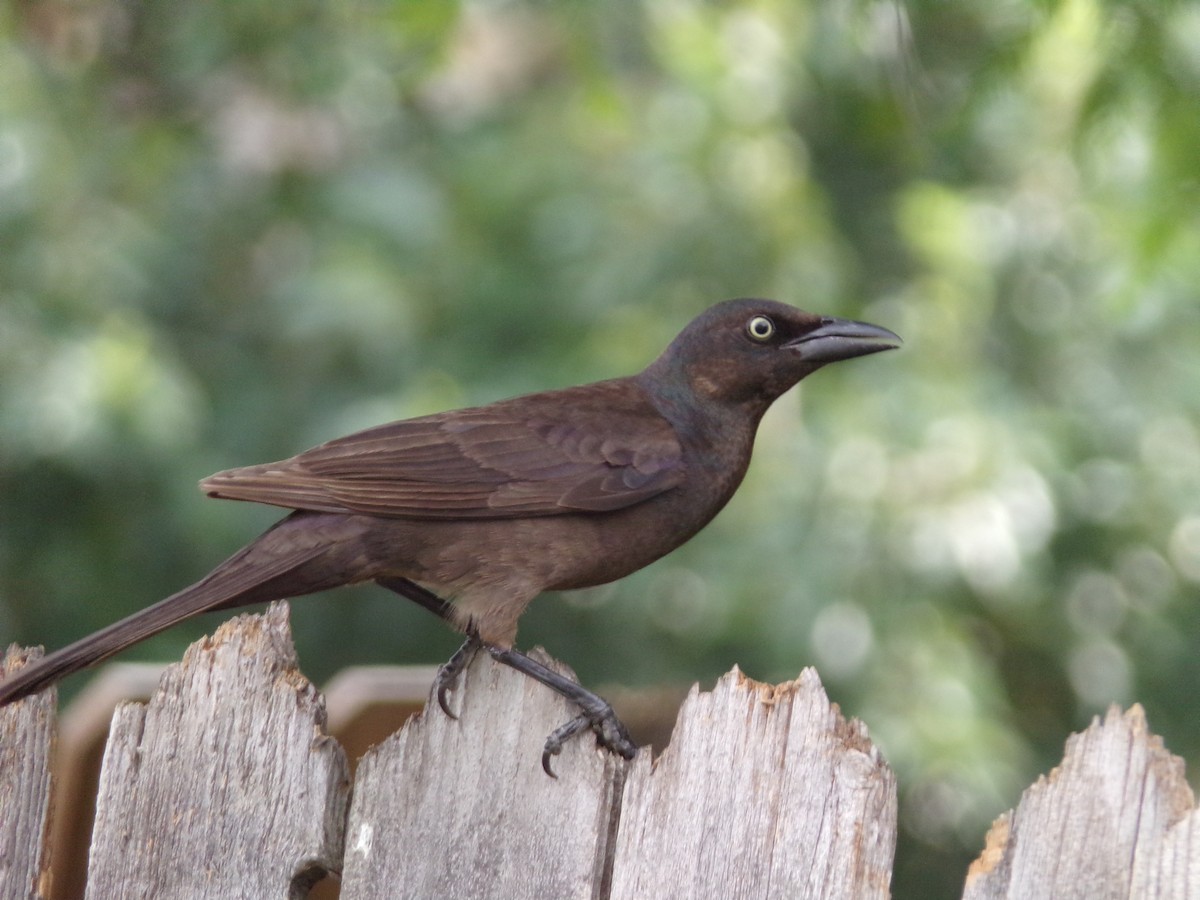 Common Grackle - Texas Bird Family