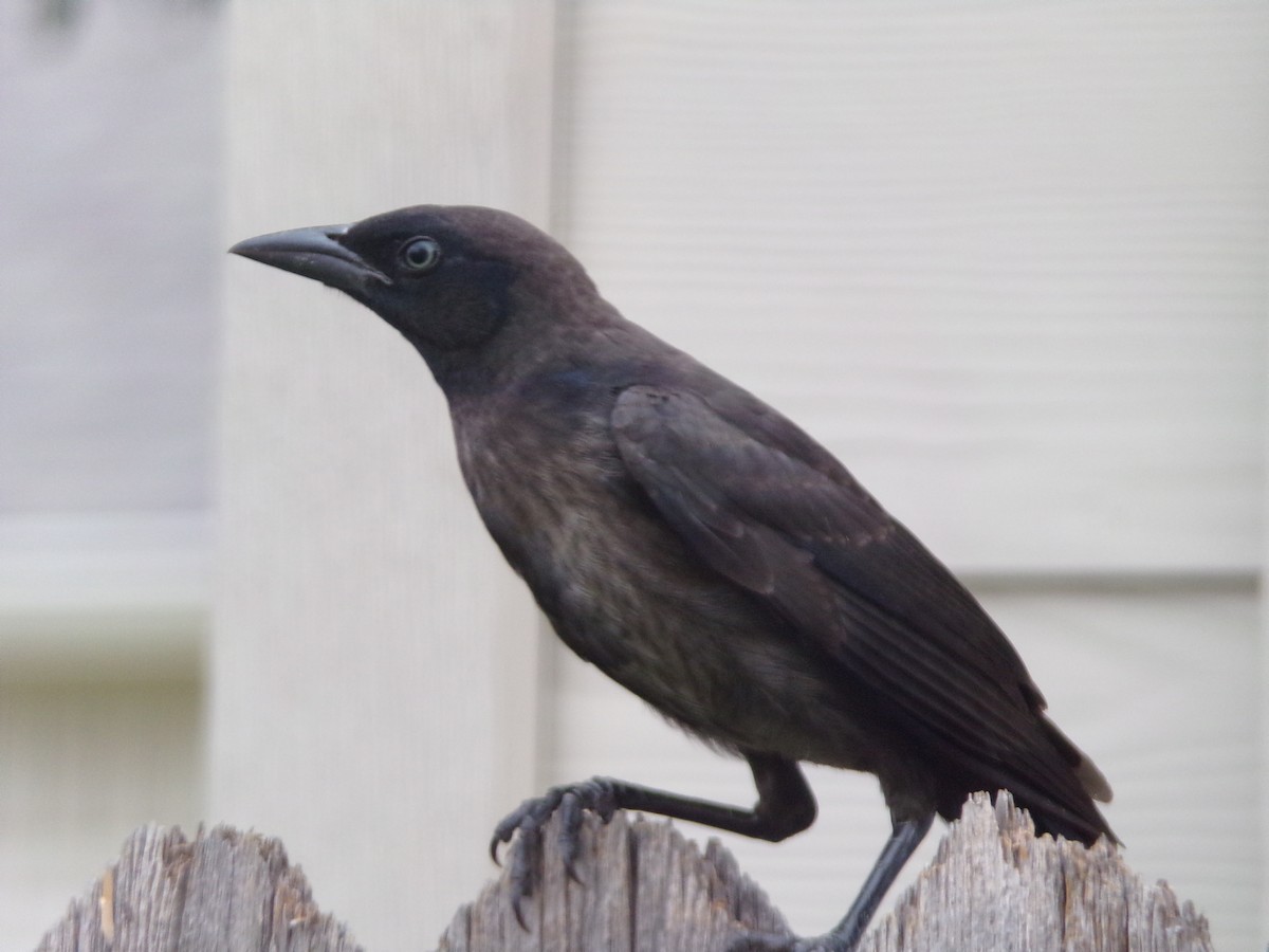 Common Grackle - Texas Bird Family