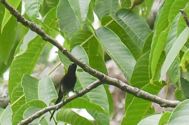 Black-throated Sunbird - Sourashis Mukhopadhyay